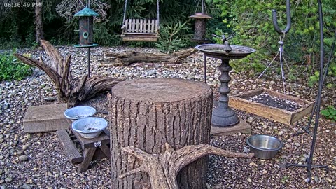 LIVE 24/7 Indiana Birds, Squirrels and Wildlife Feeder Cam