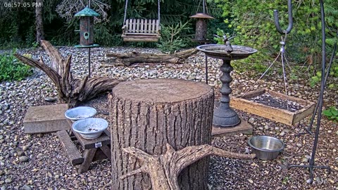 LIVE 24/7 Indiana Birds, Squirrels and Wildlife Feeder Cam