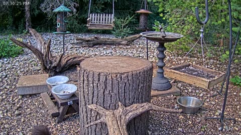LIVE 24/7 Indiana Birds, Squirrels and Wildlife Feeder Cam