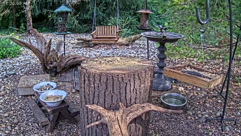 LIVE 24/7 Indiana Birds, Squirrels and Wildlife Feeder Cam