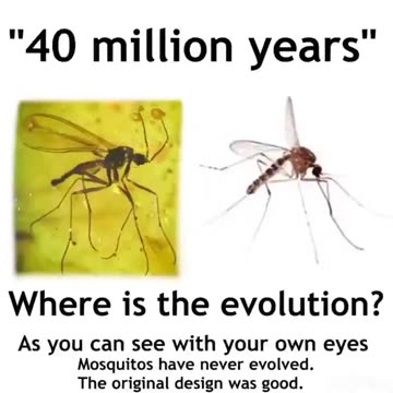WHERE IS THE EVOLUTION?
