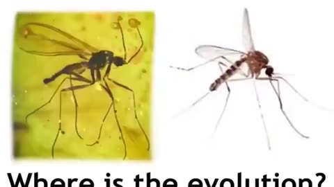 WHERE IS THE EVOLUTION?