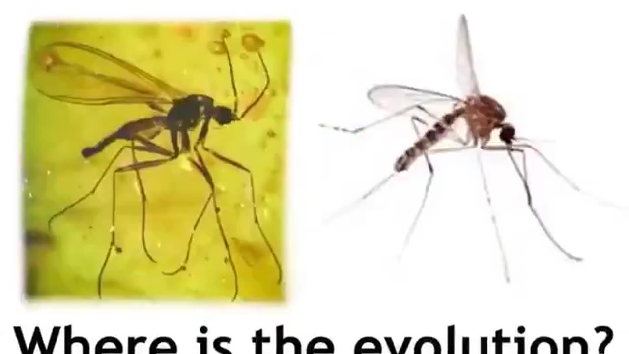 WHERE IS THE EVOLUTION?