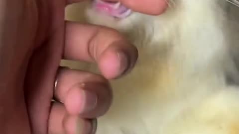 Don’t Touch My Babies! Angry Mother Cat Protects Her Kittens🙃