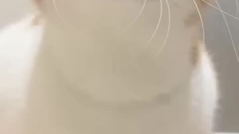 Cat meowing to attract cats