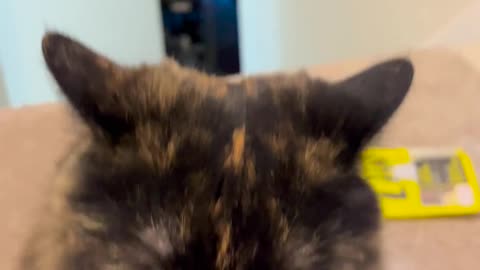 Funny Cats Videos Try Not To Laugh #3 #shorts