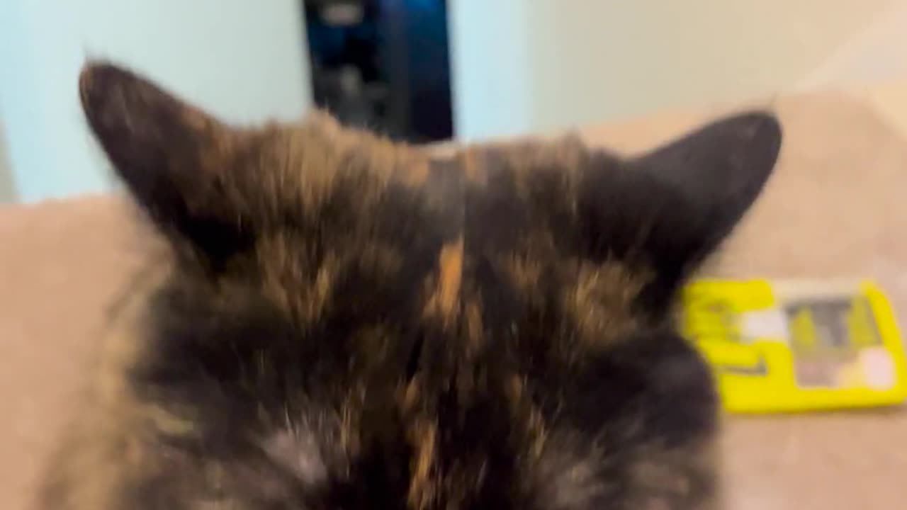 Funny Cats Videos Try Not To Laugh #3 #shorts