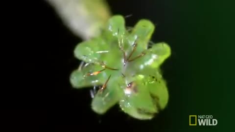 carnivorous caterpillar