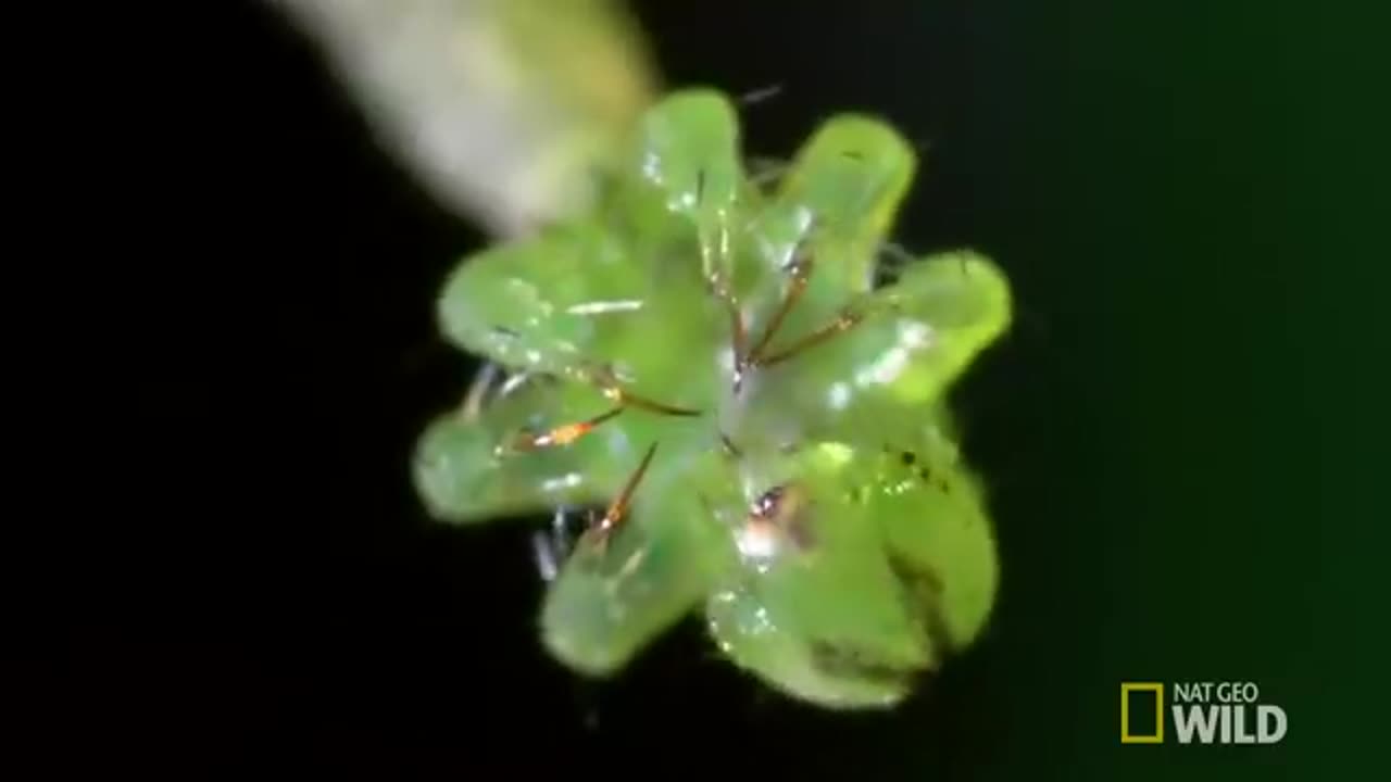 carnivorous caterpillar