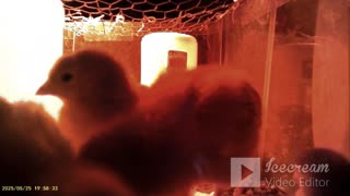 Baby Chickens Hamming It Up - Day 06 part 4