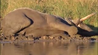 Weak Elephant
