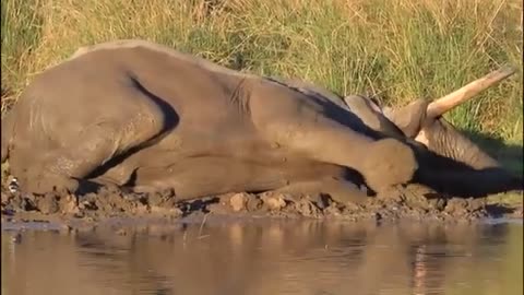 Weak Elephant