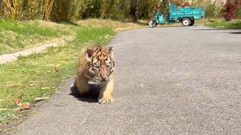 "Adorable Baby Tigers Walking Gracefully | Cuteness Overload!"
