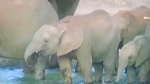 Elephants Drinking Water Like a Royal Family 👑🐘 | Nature’s Most Beautiful Scene