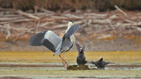 Birds, Lake, Fight