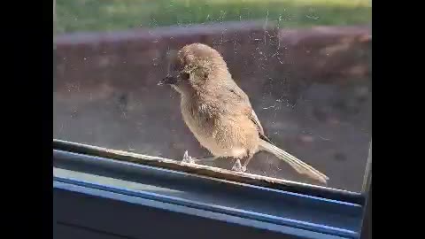 Happy Mother’s Day: Cute bird at our window today