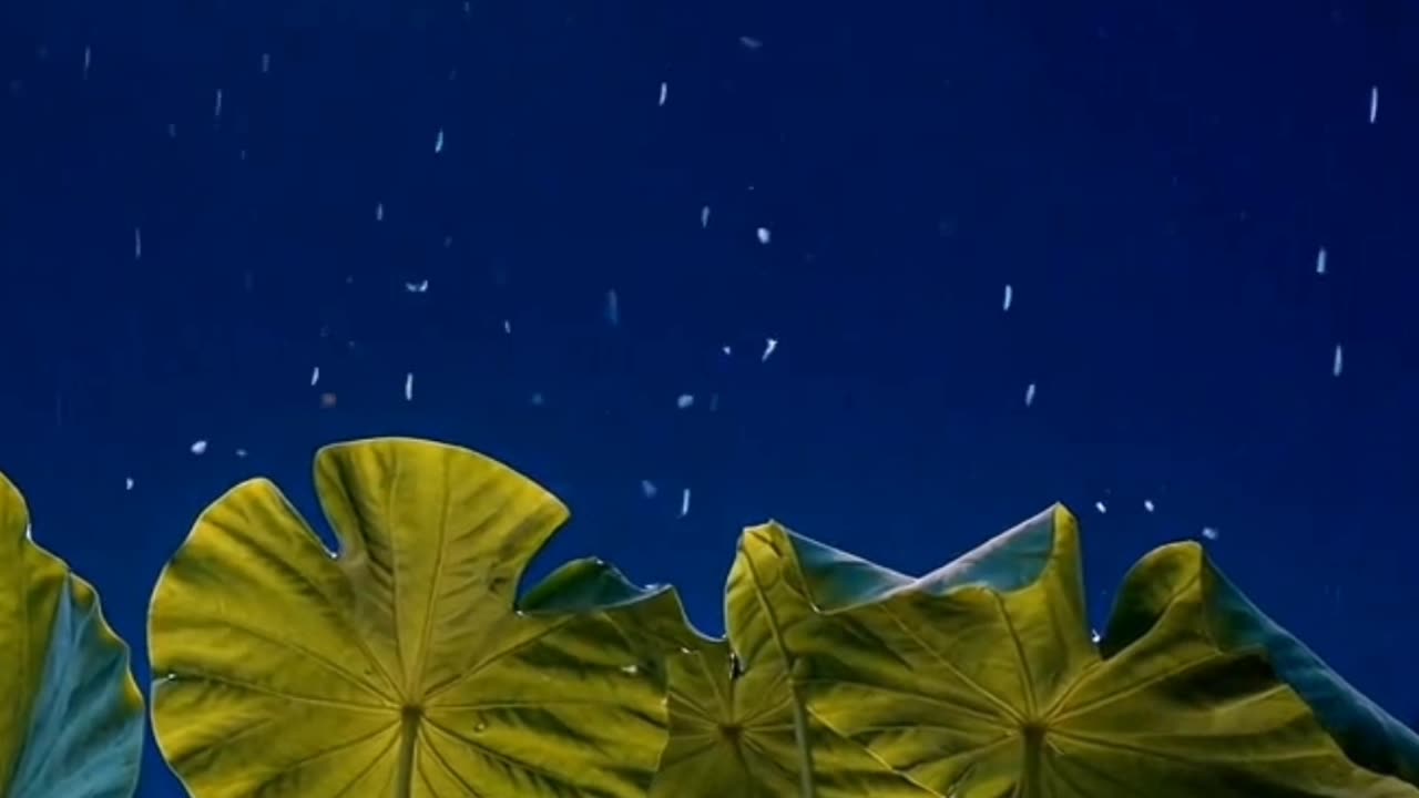 Slow Motion: Rain on Taro Leaves at Night