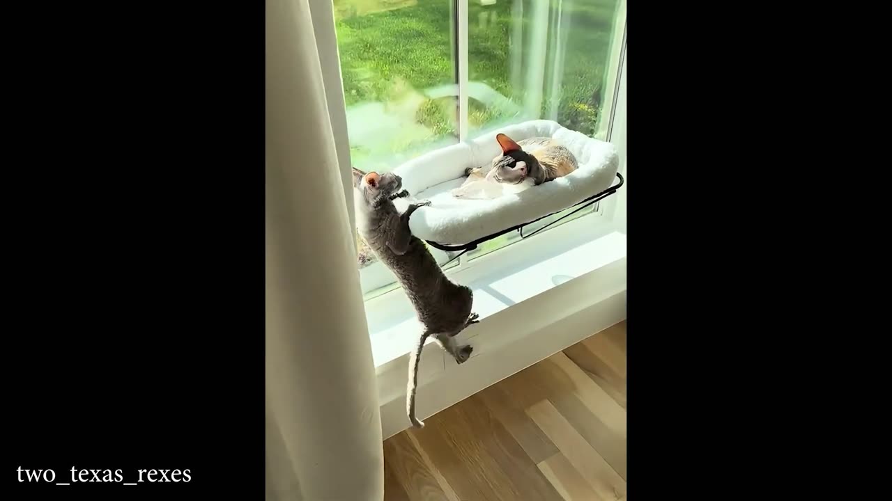 No One Defeats a Cat… 😂