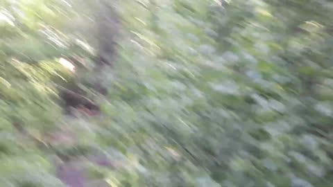 You won't believe what I found in the forest