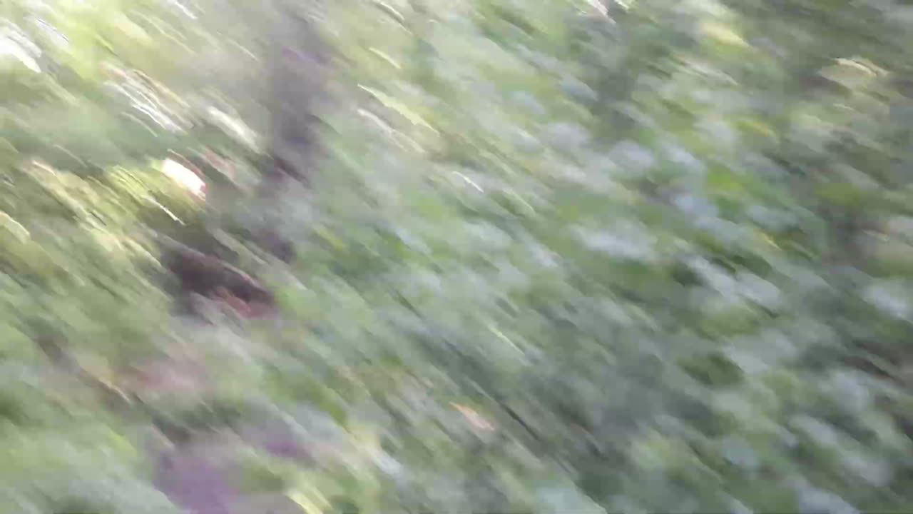 You won't believe what I found in the forest