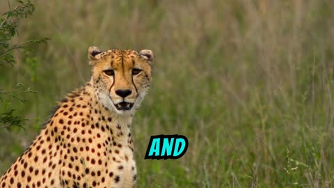 💨🐆 Human Sneezes Are FASTER Than a Cheetah (100 MPH vs. 60 MPH!)