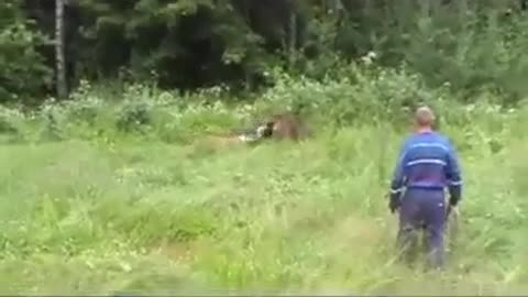 Ambulls getting rough with a brown bear
