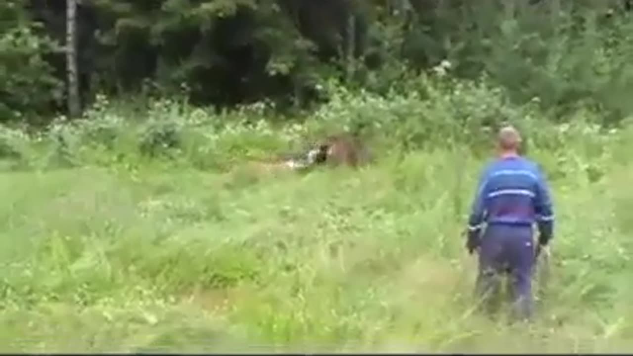 Ambulls getting rough with a brown bear