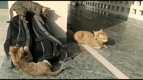 funniest cats and dogs of year 2025, get ready to die laughing