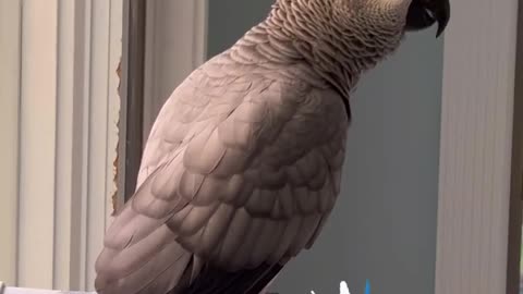 Wet chicken? Parrot Roasting! 😂