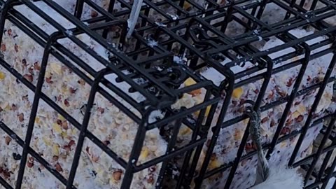 Happy New Year from the Wastelands Woodpeckers!