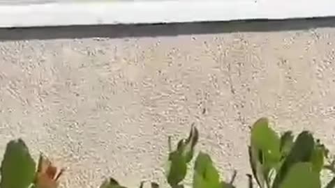 Breaking: The FUNNIEST Cat Videos of 2024!