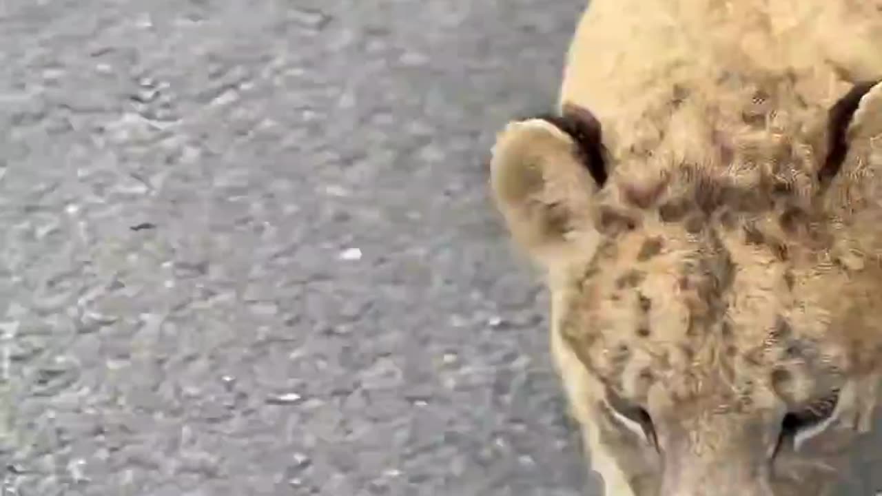 From lion cub to king of the beasts 🦁