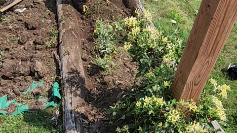 Rebooting an out of control Daisy Flower Bed to receive a Climbing Rose
