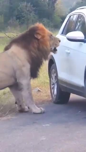 The_Most_Terrifying_Lion_Encounter____#lion_#wildlife_#virals