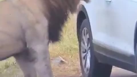 The_Most_Terrifying_Lion_Encounter____#lion_#wildlife_#virals