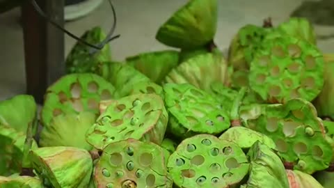 Making dishes from lotus trees