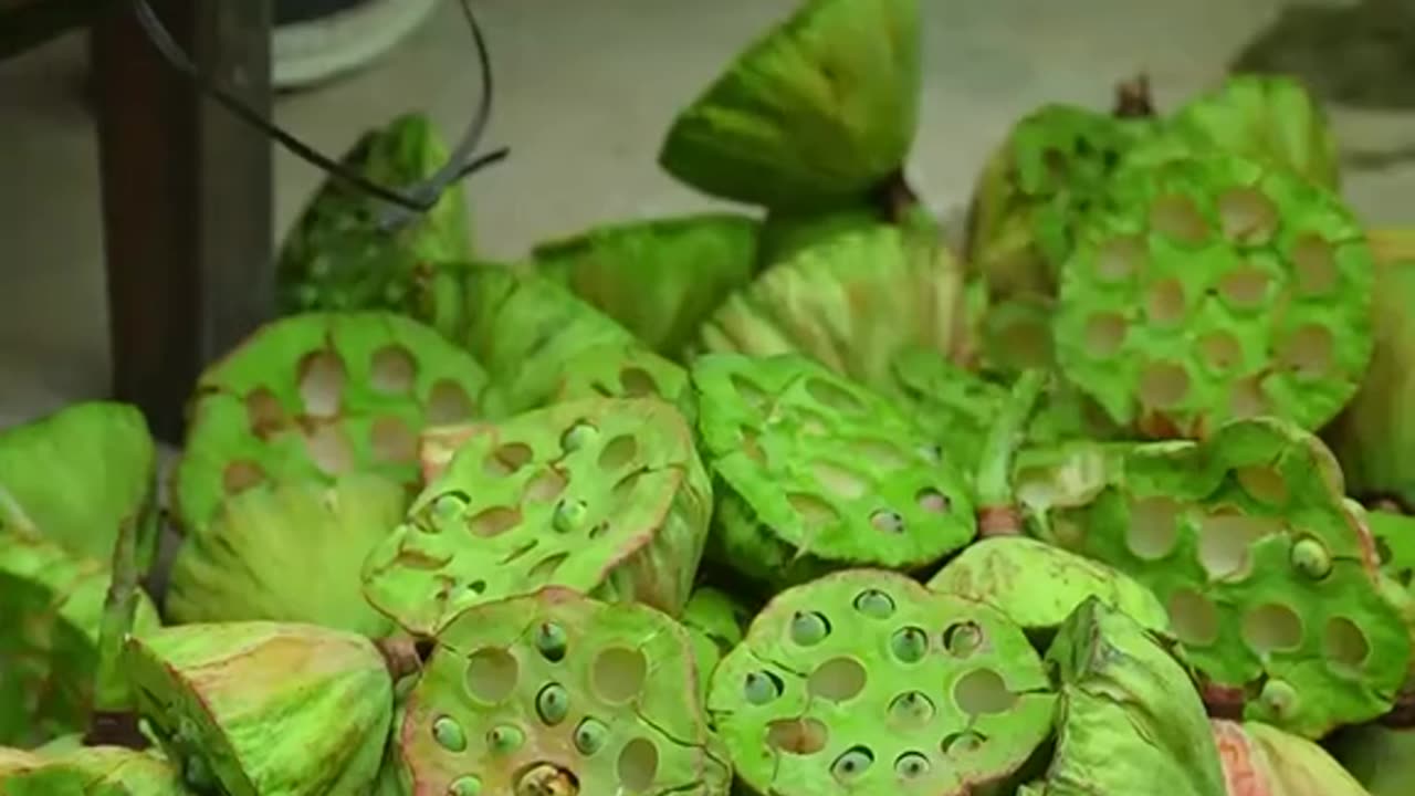 Making dishes from lotus trees