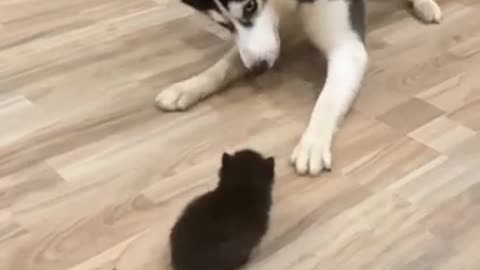 funny Dog video