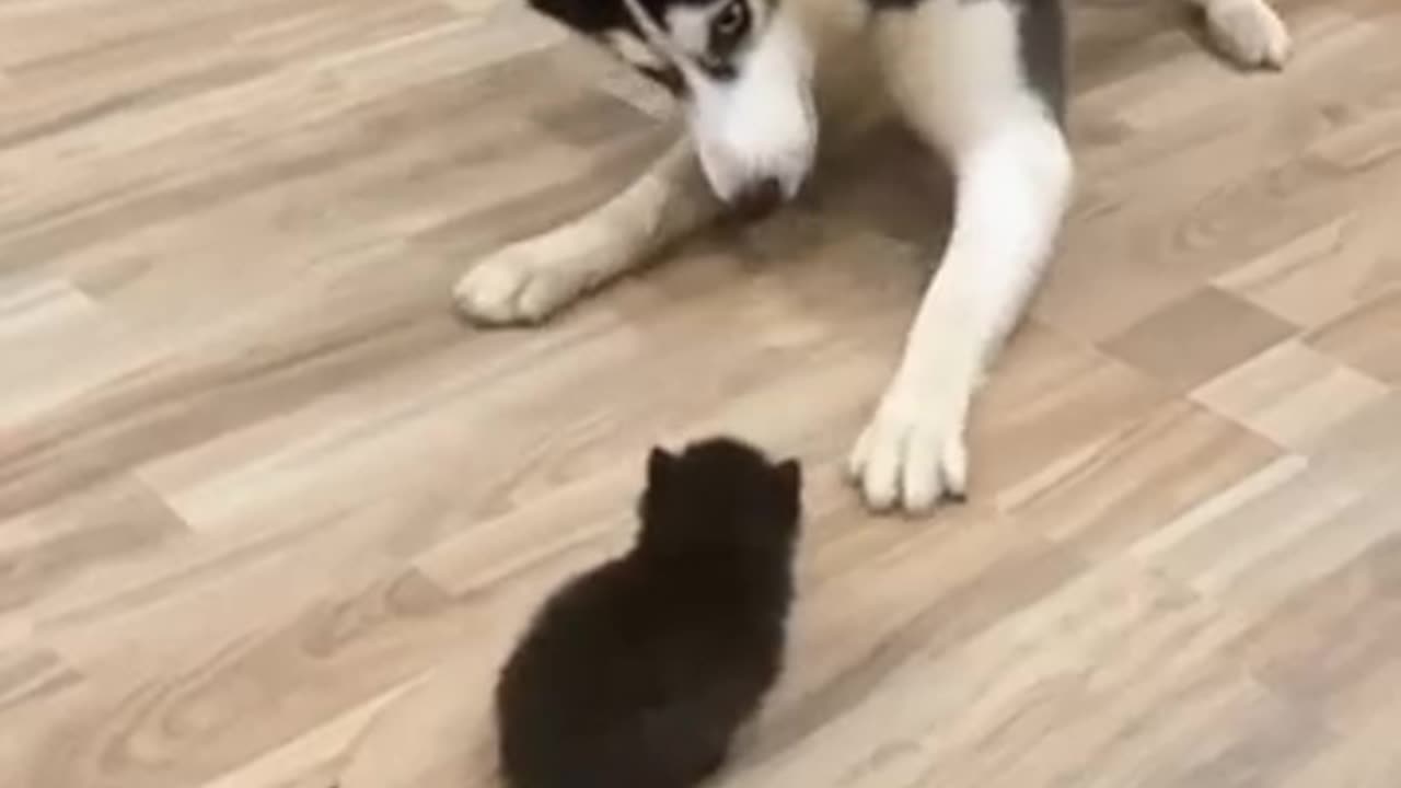 funny Dog video