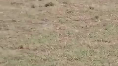wild animal