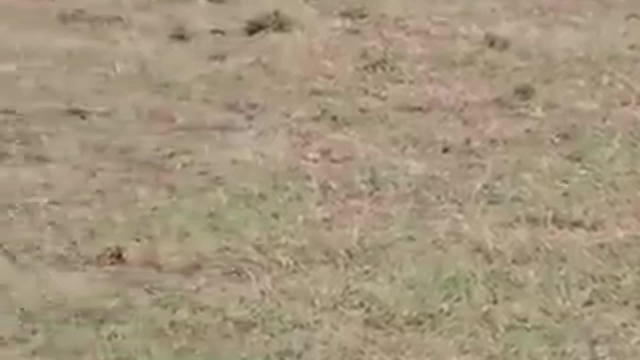 wild animal