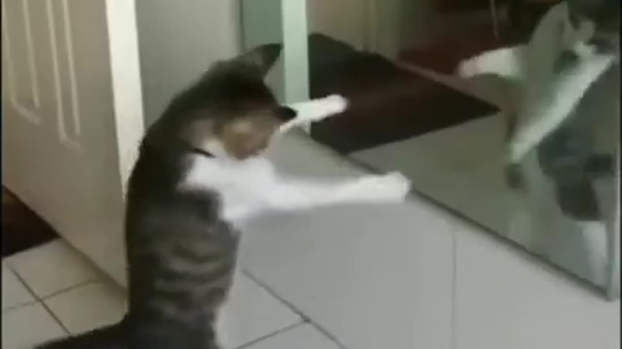 Happy moments with pets