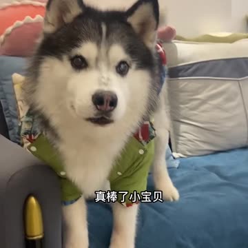 cute husky