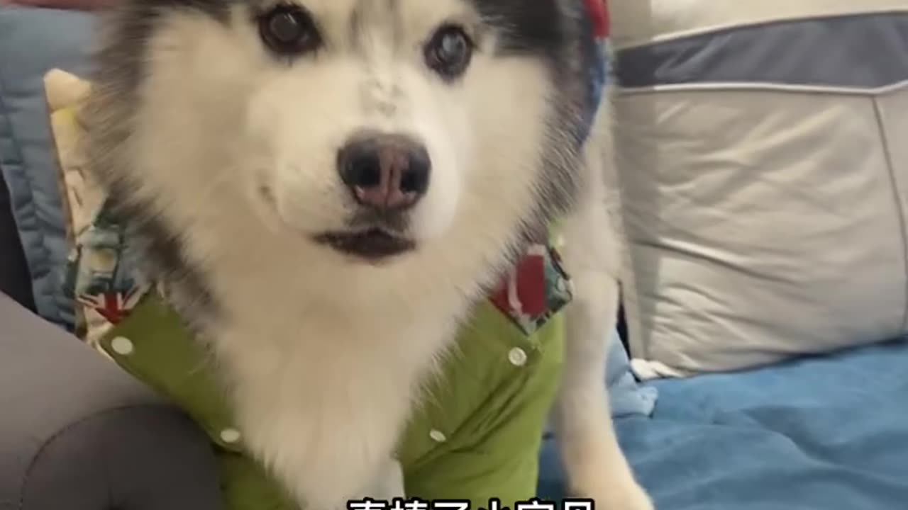 cute husky