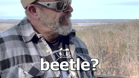 Lightning Bug