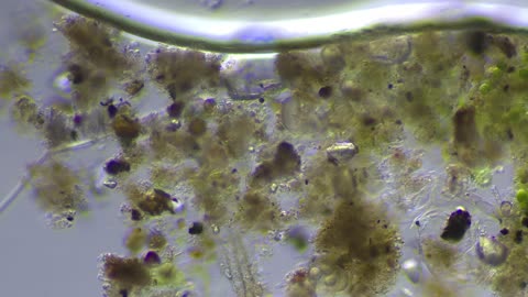 Ditch Water Microorganisms