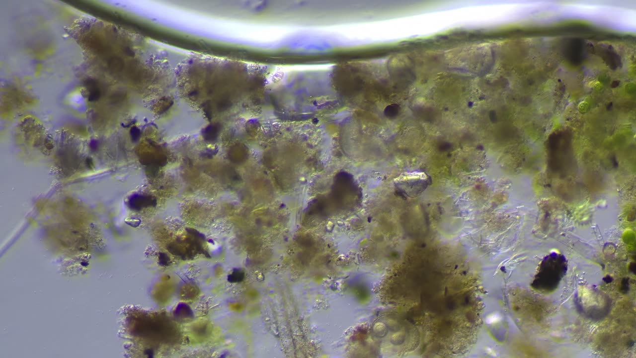 Ditch Water Microorganisms