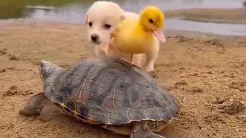 Amazing friendship between small anaimals