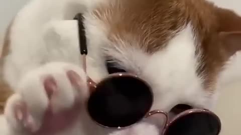 Funny video