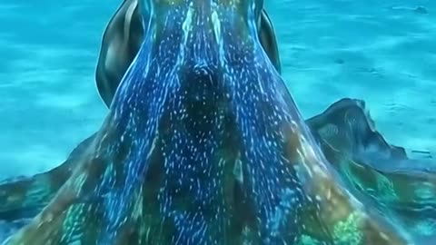 Octopus kiss!